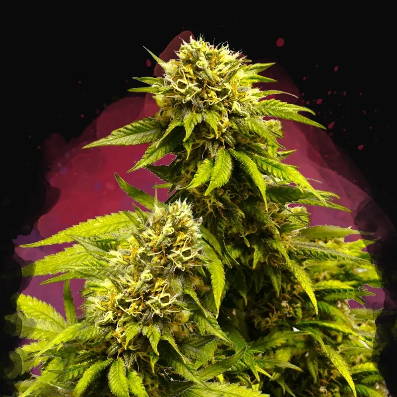 Super Skunk