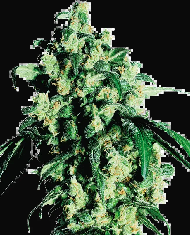 Super Skunk