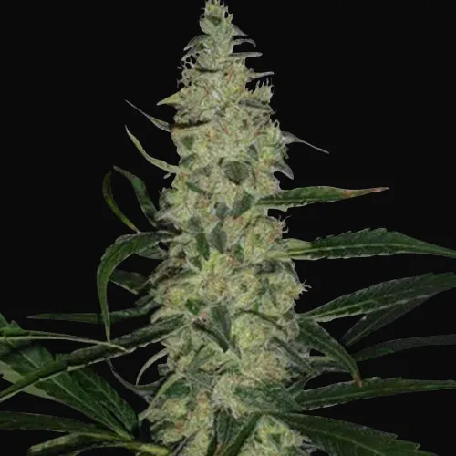 Super Skunk