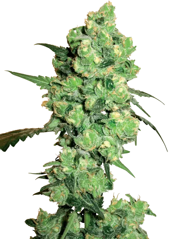 Super Skunk