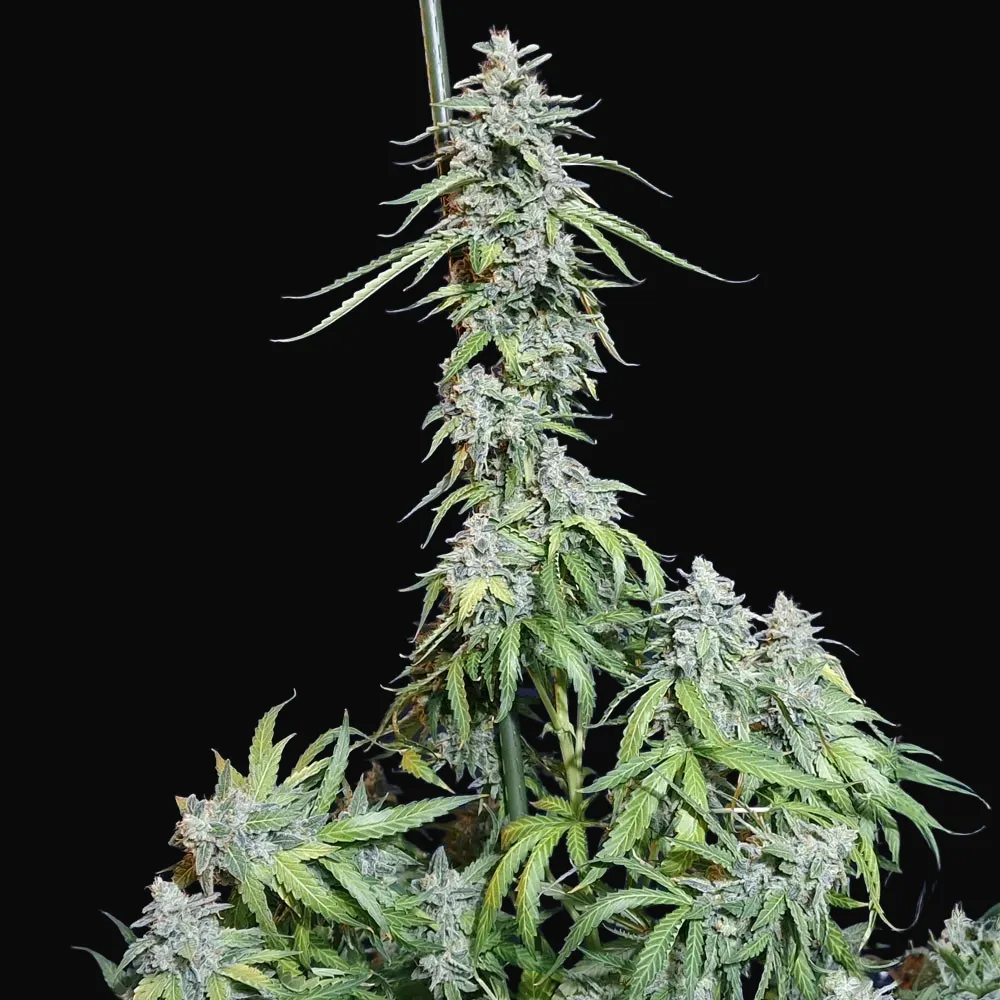 Super Watermelon Auto