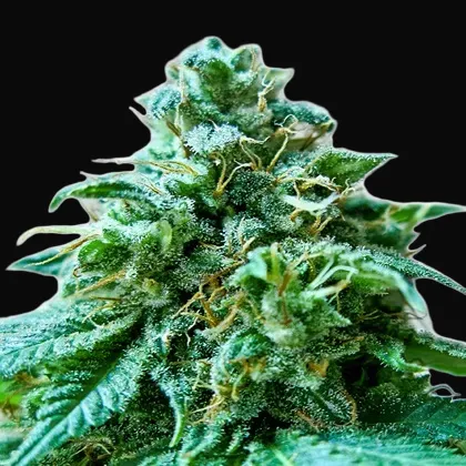 Superb OG