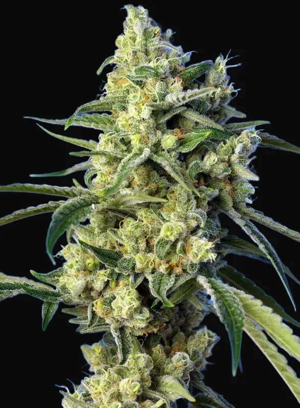 Sweet Amnesia Haze