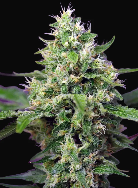 Sweet Amnesia Haze XL Auto