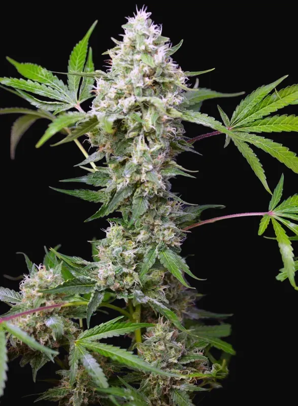 Sweet Amnesia Haze XL Auto