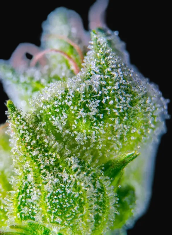 Sweet Amnesia Haze XL Auto