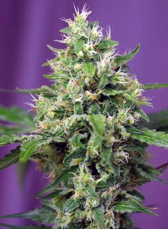 Sweet Amnesia Haze XL Auto
