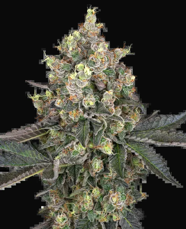 Sweet Berry Breeze Feminized