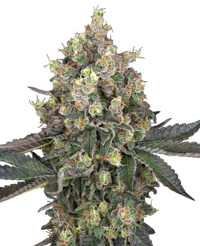 Sweet Berry Breeze Feminized