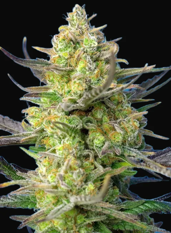 Sweet Cheese XL Auto