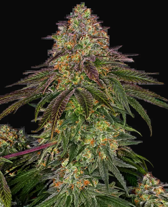 Sweet Cherry Kush Feminized