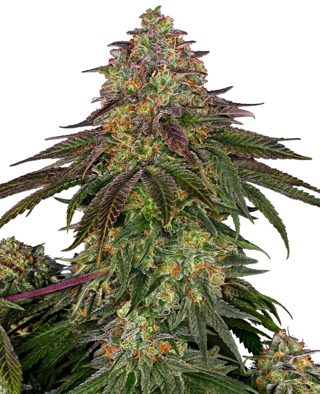 Sweet Cherry Kush Feminized