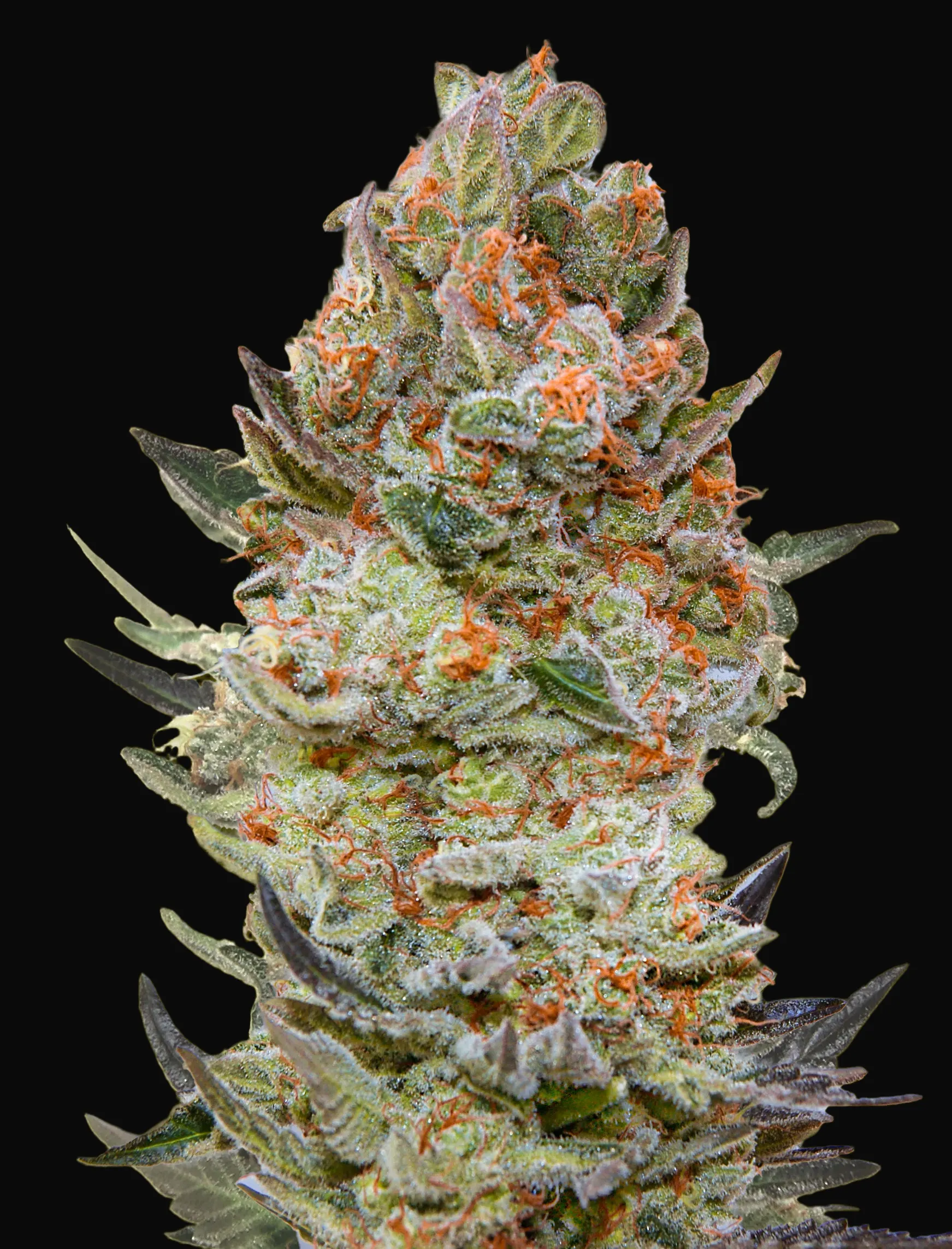 Sweet Critical CBD