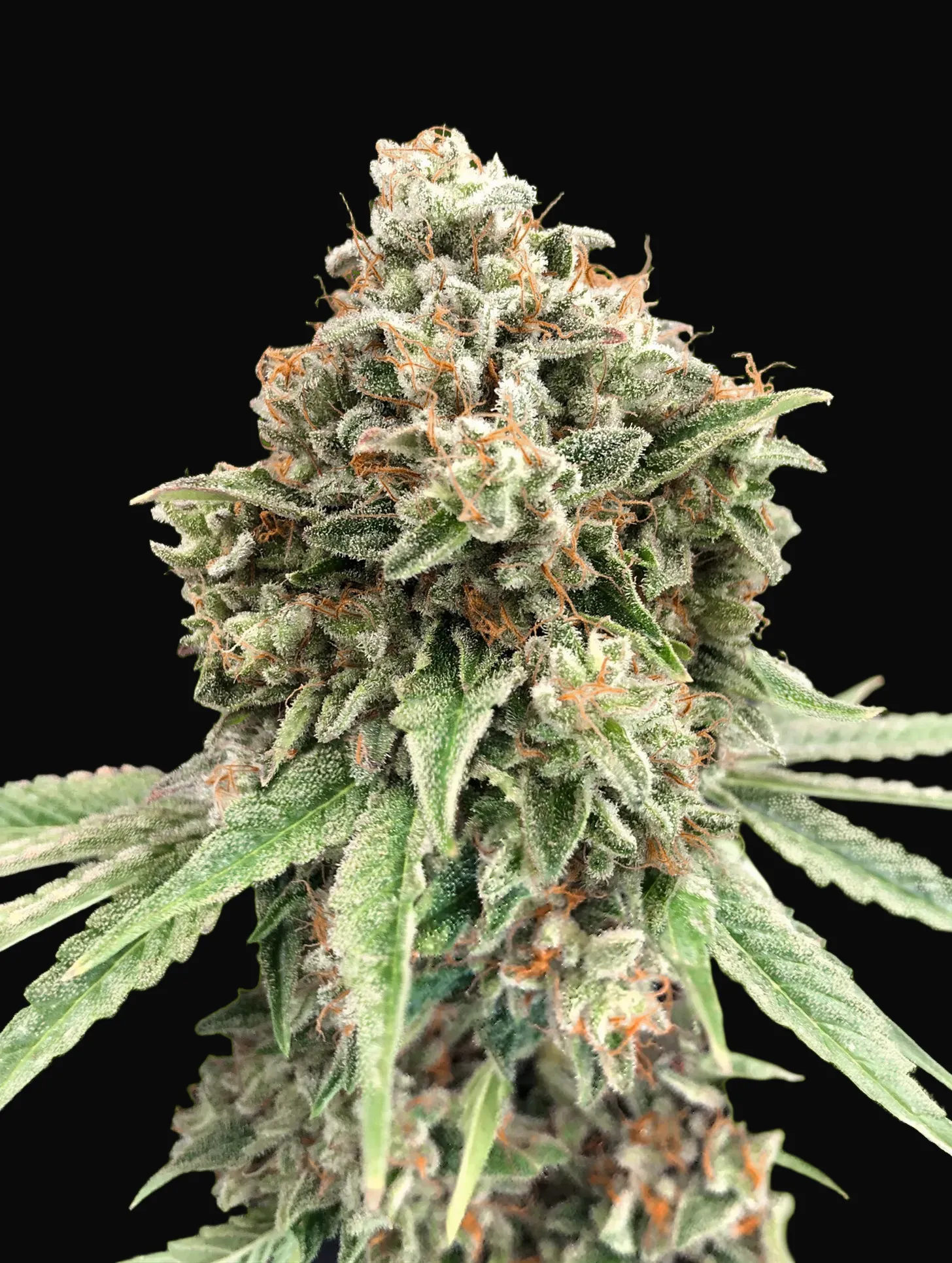 Sweet Critical Fast