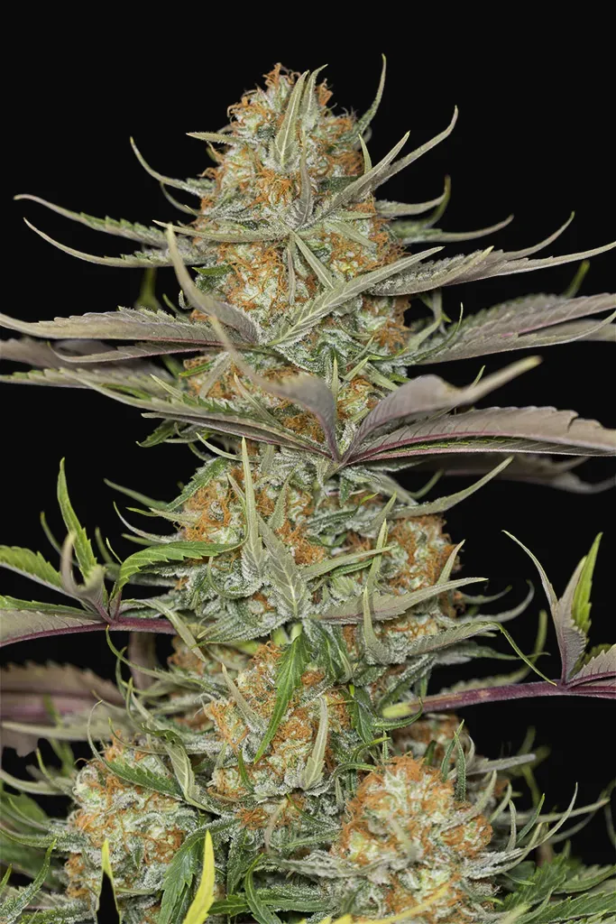Sweet Deep Grapefruit