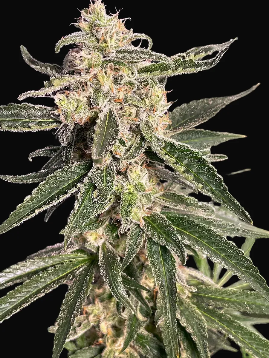 Sweet Donkey Auto