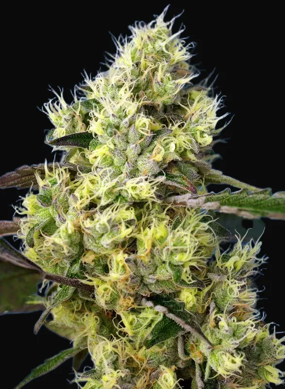 Sweet Gelato Auto