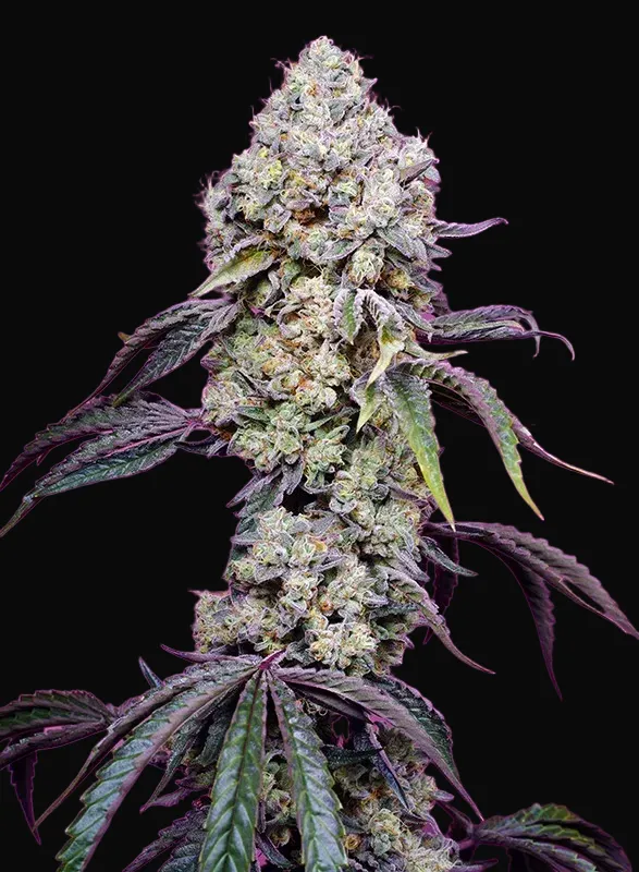 Sweet Mandarine Zkittlez F1 Fast Version