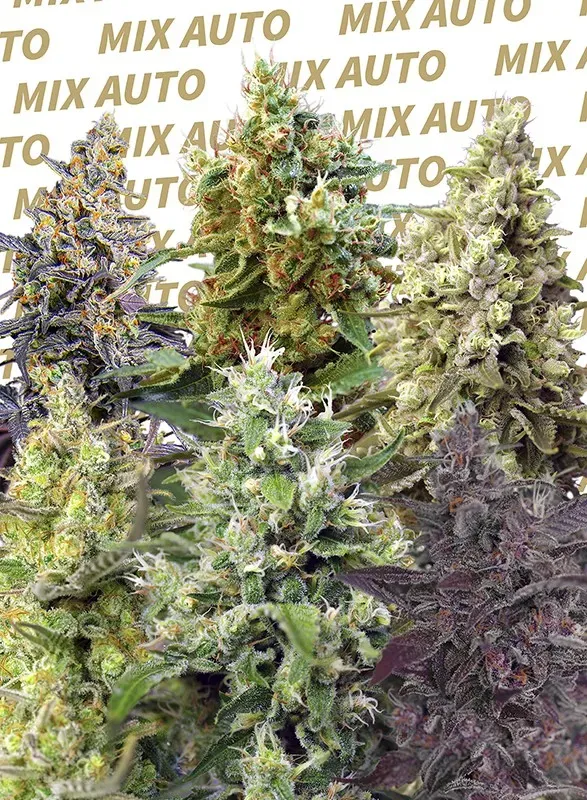 Sweet Mix Auto