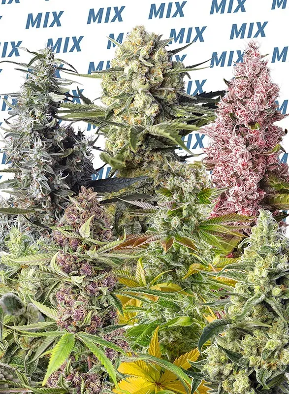 Sweet Mix Photoperiod-Dependent