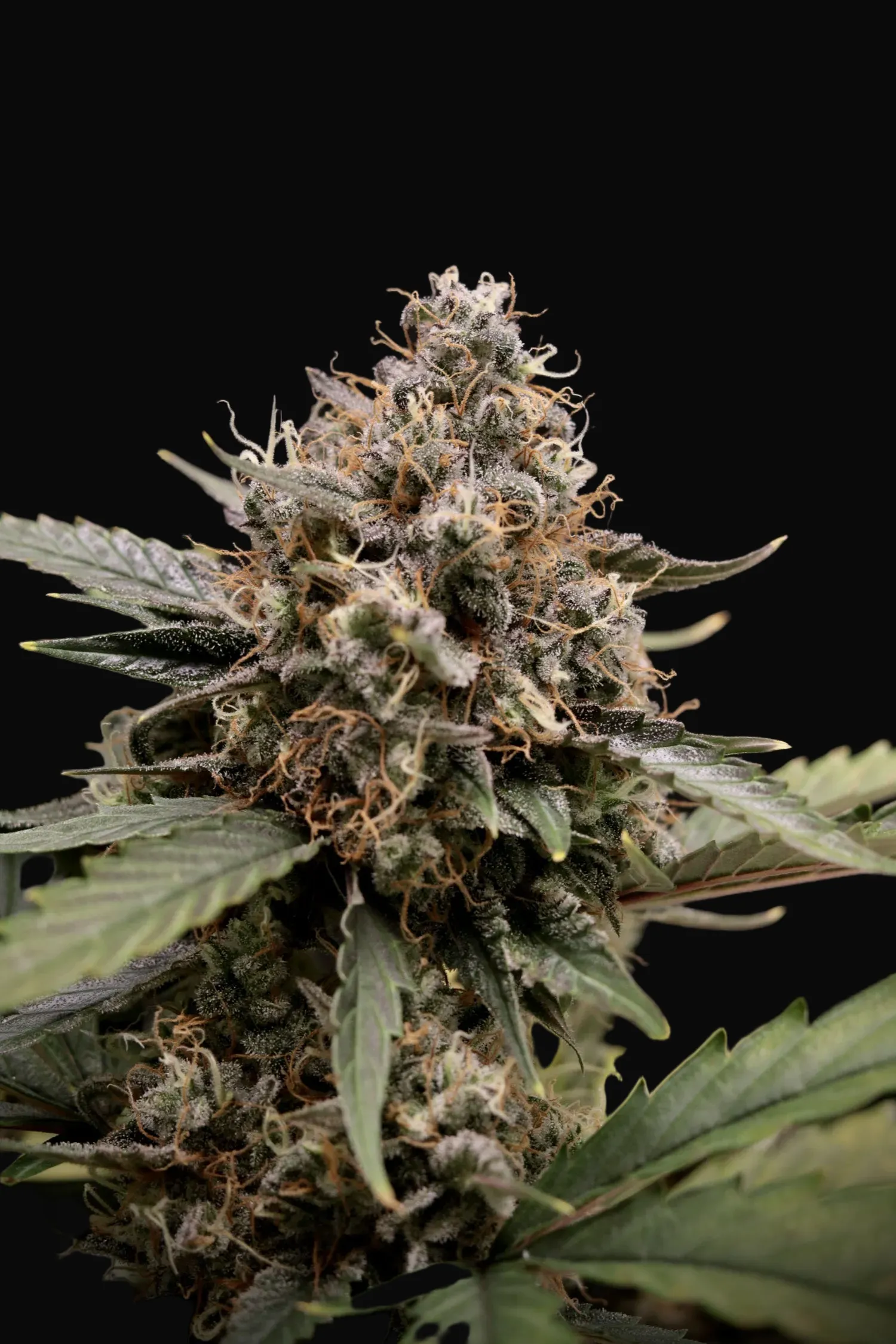 Sweet 'n' Sour Auto