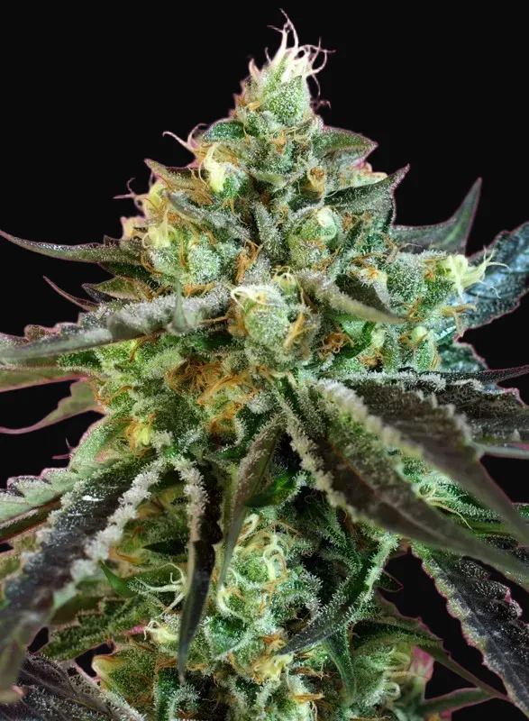 Sweet Nurse Auto CBD