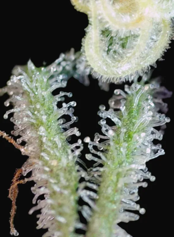 Sweet Nurse Auto CBD