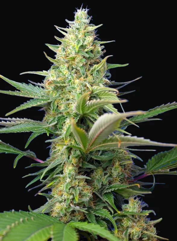 Sweet Pure Auto CBD