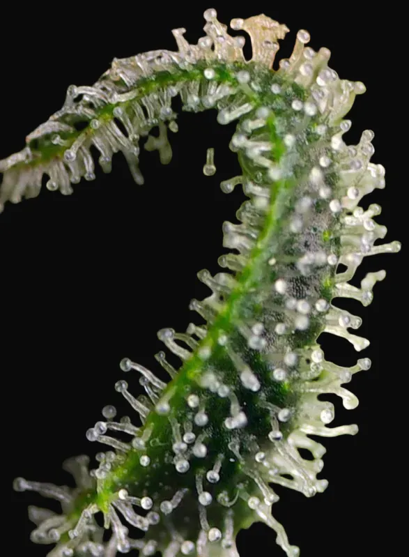 Sweet Pure CBD