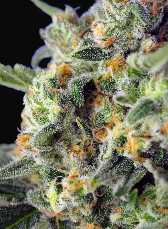 Sweet Pure CBD