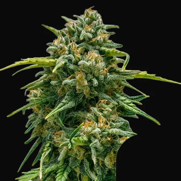 Sweet Skunk Auto