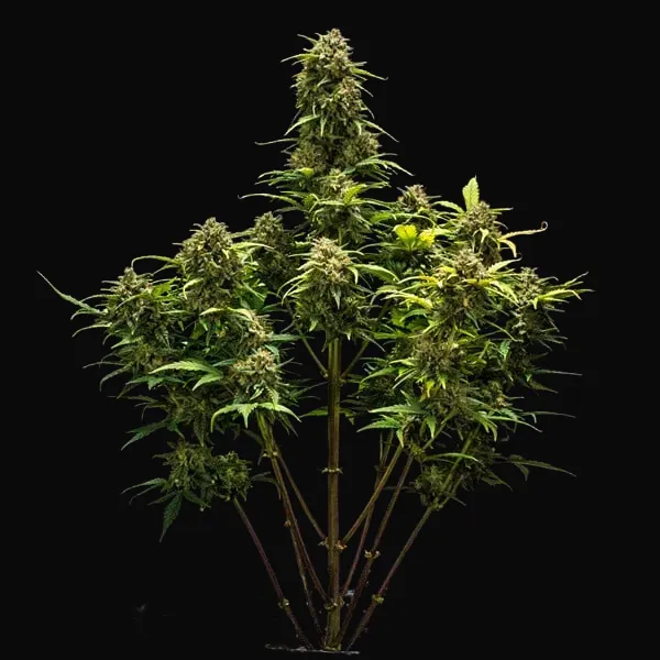 Sweet Skunk Auto