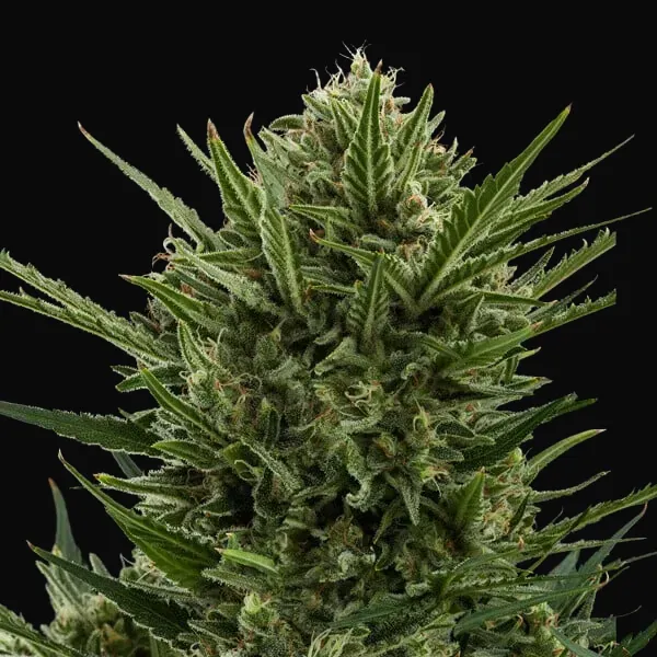 Sweet Skunk Auto