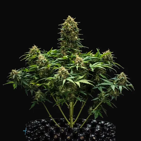 Sweet Skunk Auto