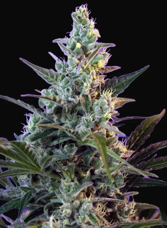 Sweet Skunk Auto