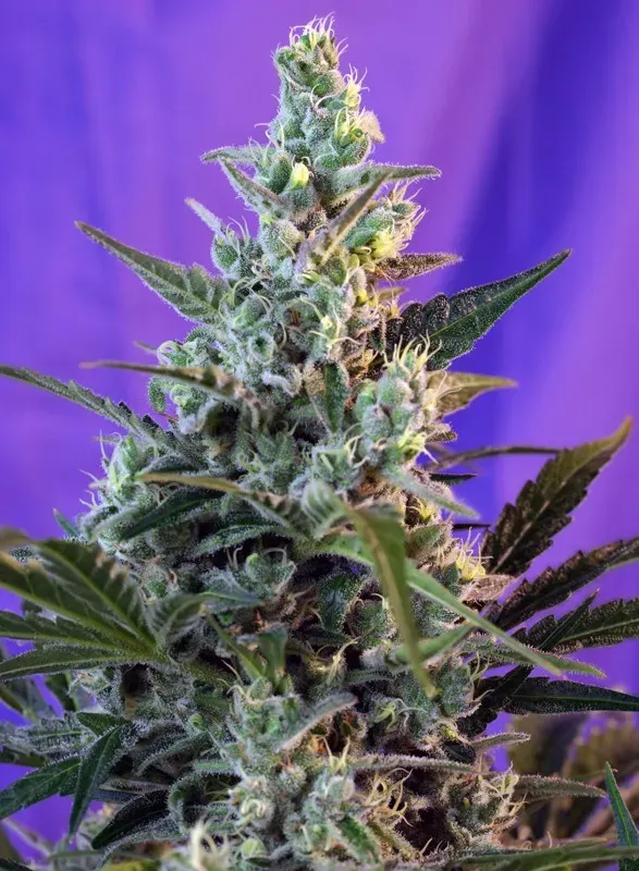 Sweet Skunk F1 Fast Version