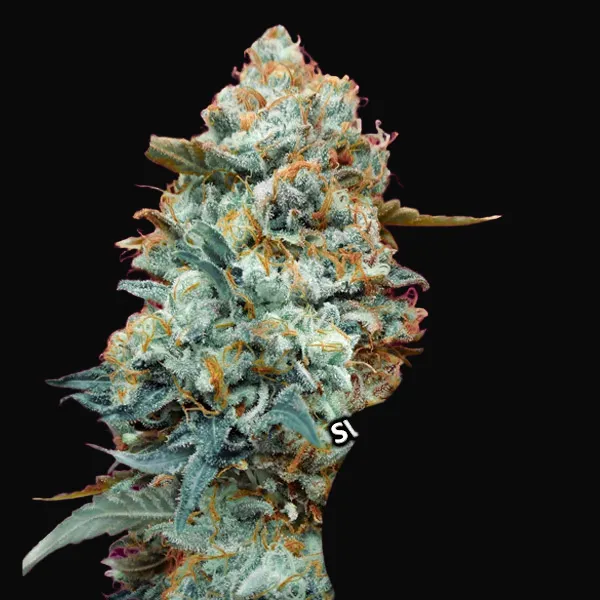 Sweet Somango Fast