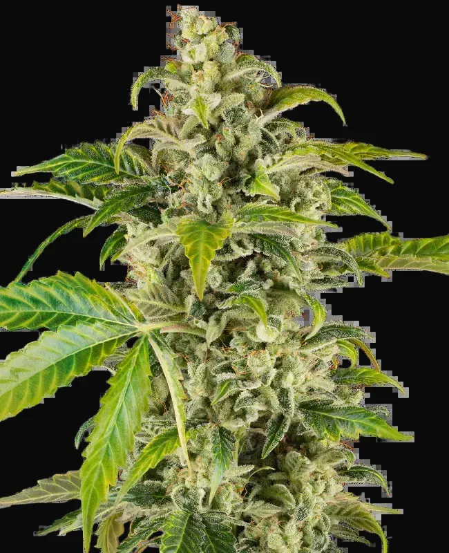 Sweet & Sour Cream Automatic