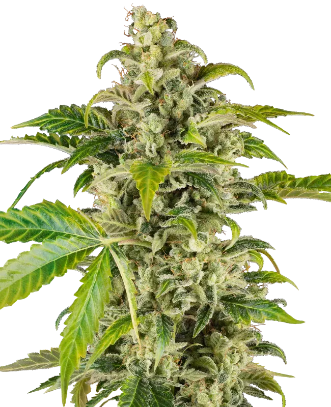 Sweet & Sour Cream Automatic