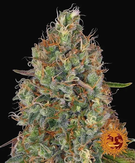 Sweet Tooth Auto