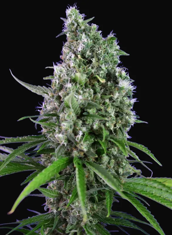 Sweet Trainwreck Auto