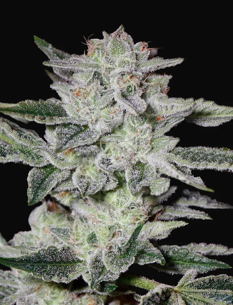 Sweet Valley Kush
