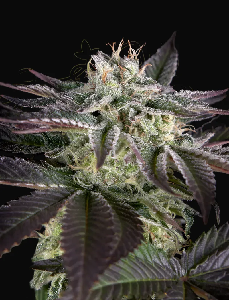 Sweet Valley Kush x Amnesia x Dosidos