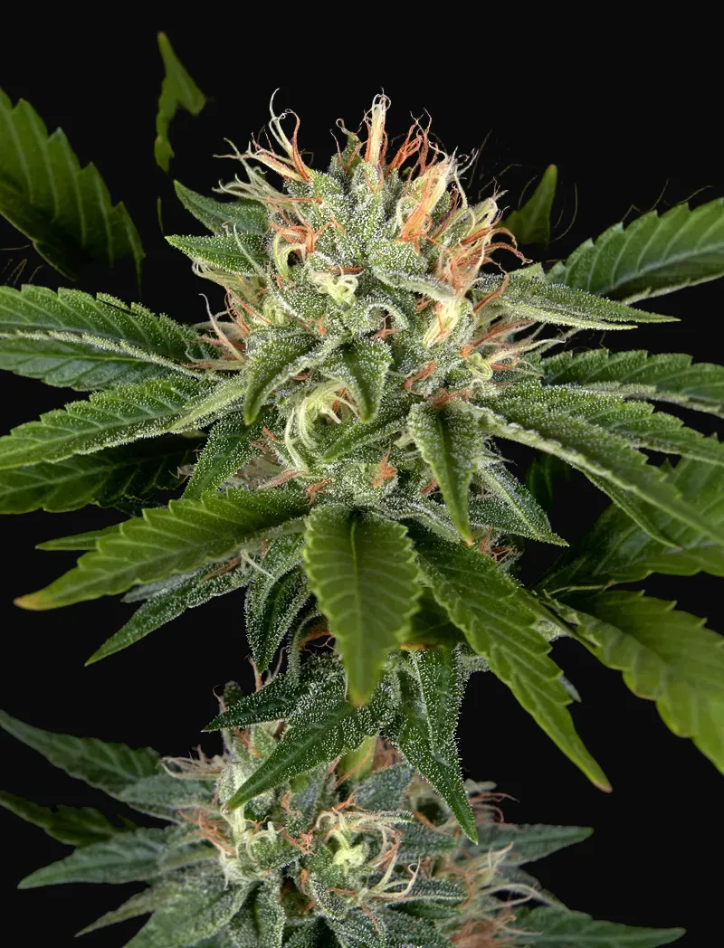 Sweet Valley Kush x California Black Rozé