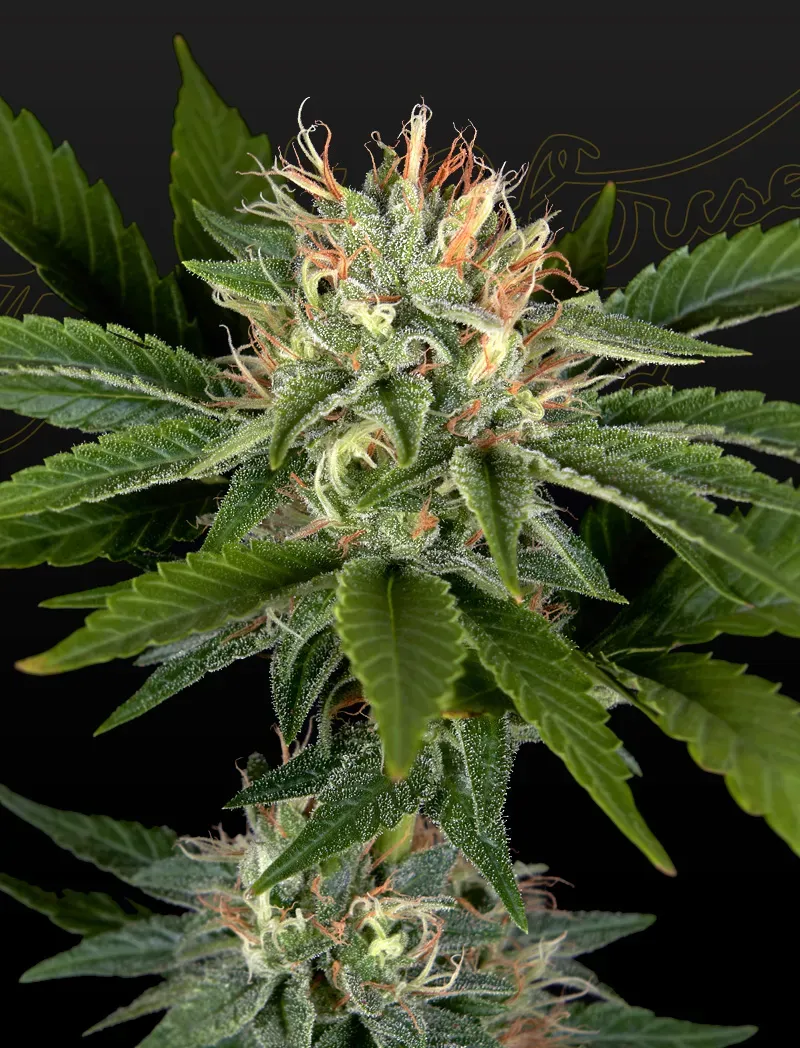 Sweet Valley Kush x California Black Rozé