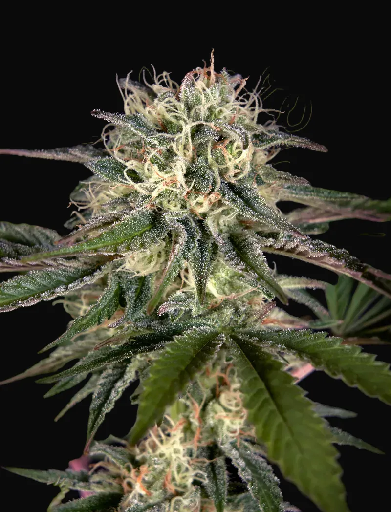 Sweet Valley Kush x Swaziland