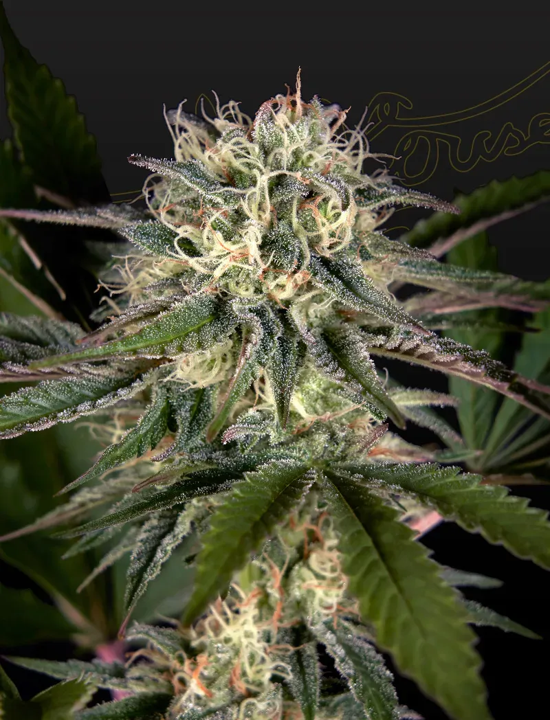 Sweet Valley Kush x Swaziland (Pure Landrace)