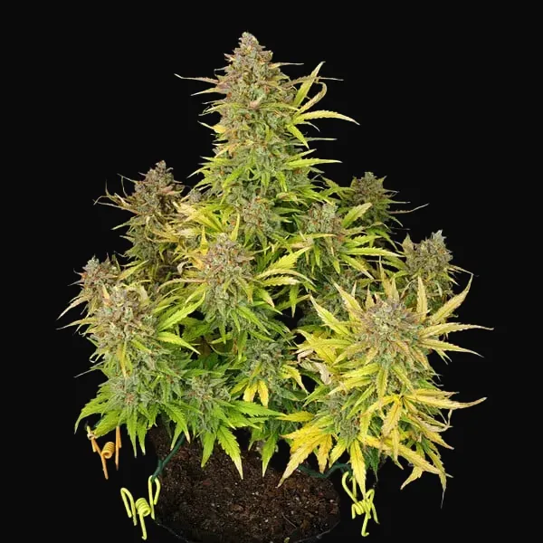 Sweet ZZ Auto