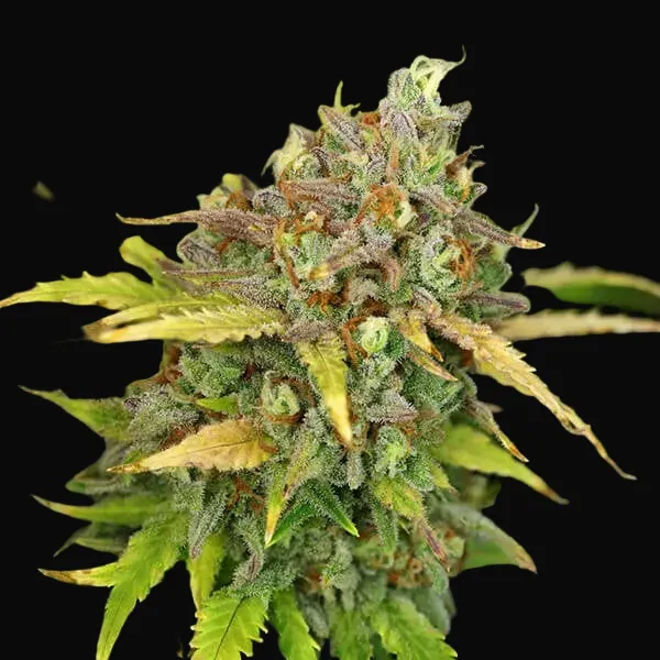 Sweet ZZ Auto