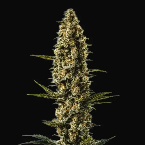Sweety Auto